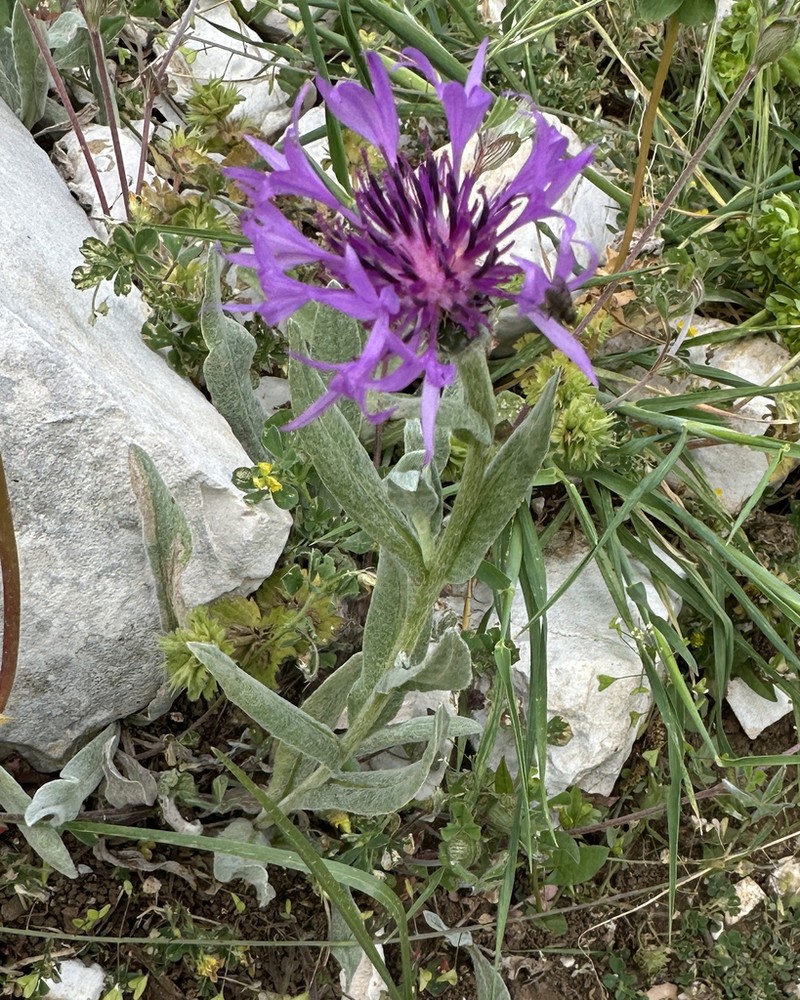Centaurea triumfettii photo 7