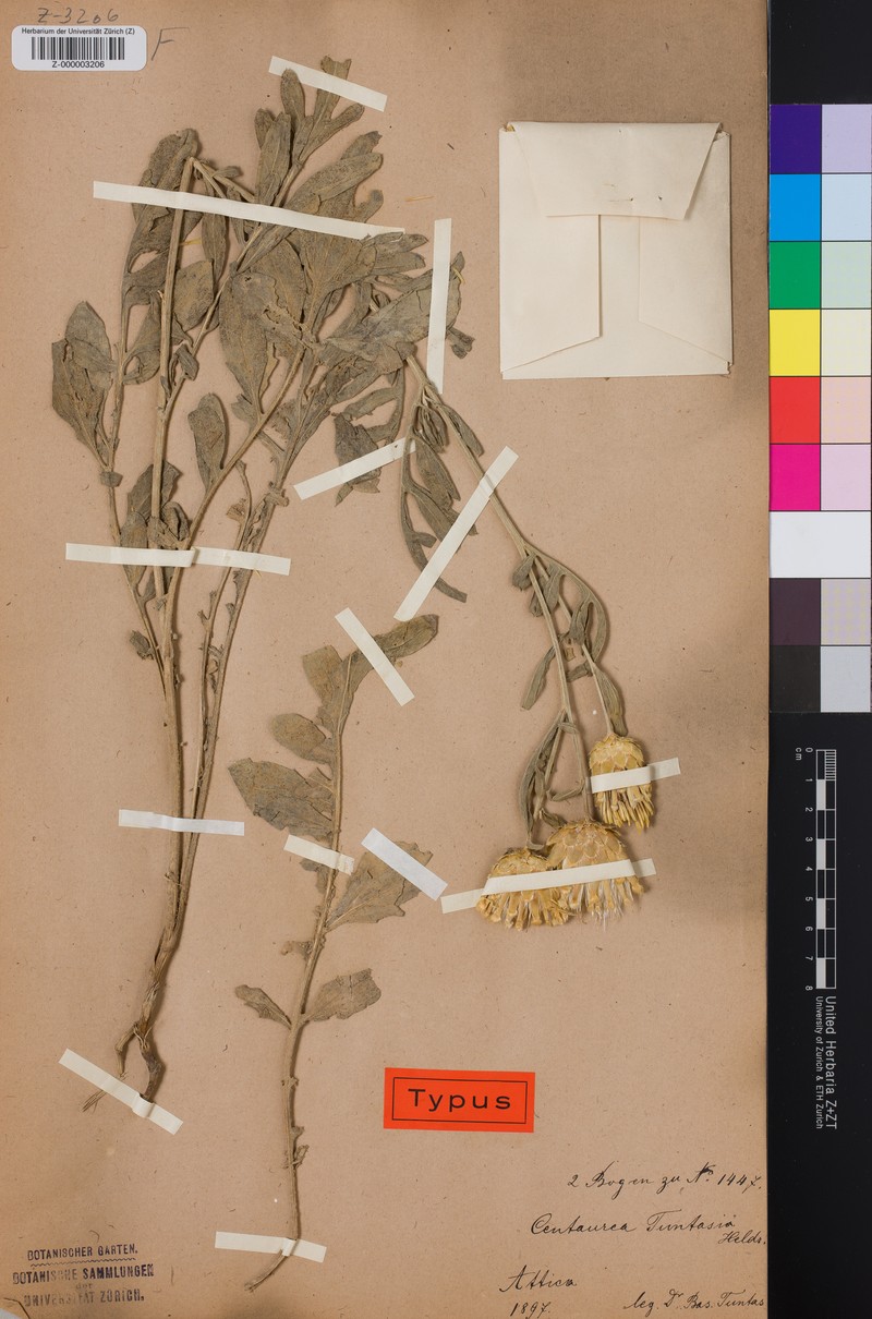 Centaurea tuntasia