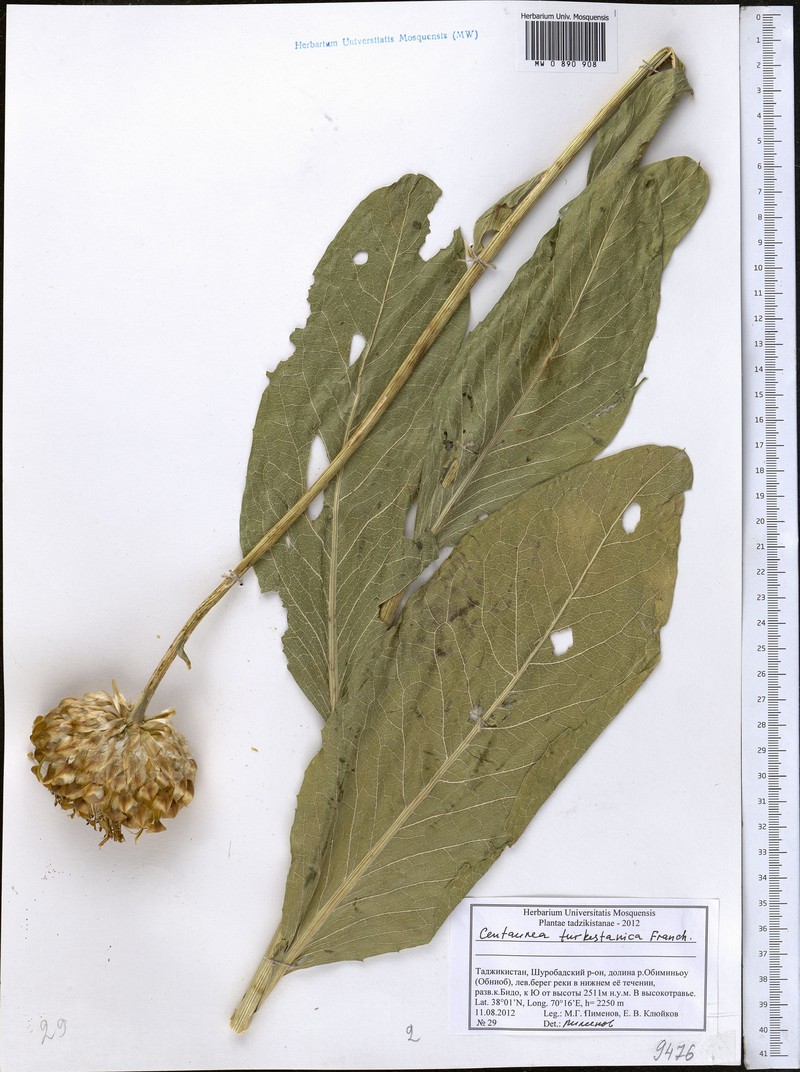 Centaurea turkestanica photo 2