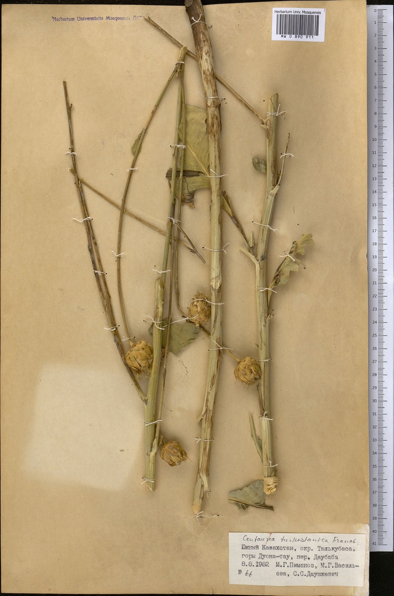 Centaurea turkestanica photo 3