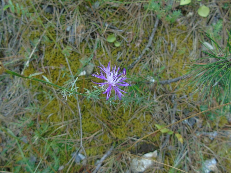 Centaurea tymphaea