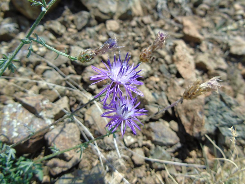 Centaurea tymphaea photo 3