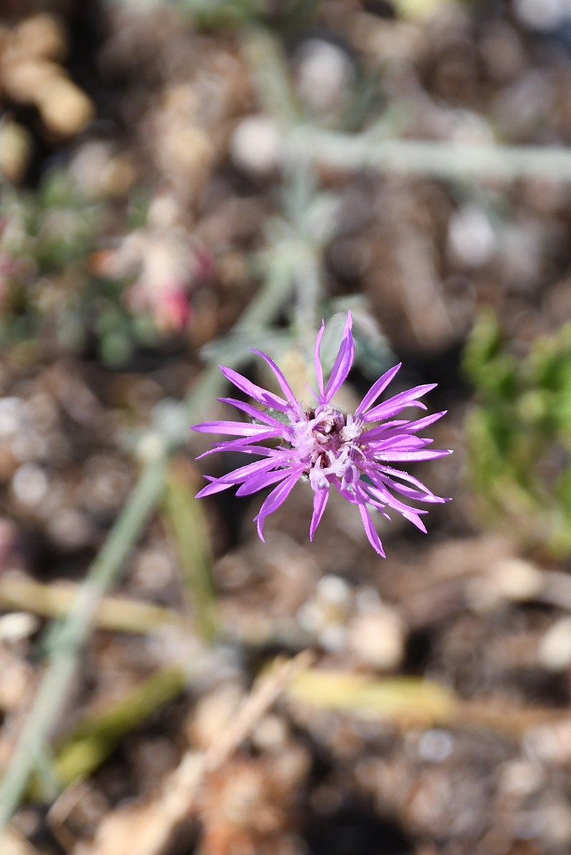 Centaurea tymphaea photo 4
