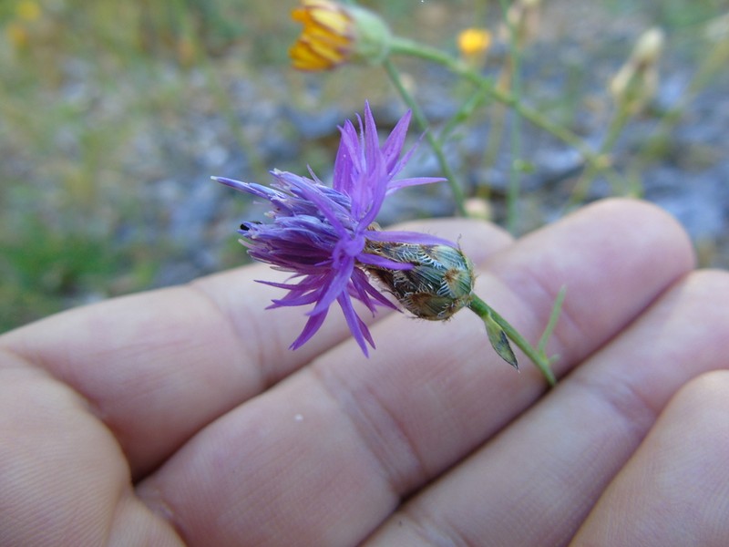 Centaurea tymphaea photo 5