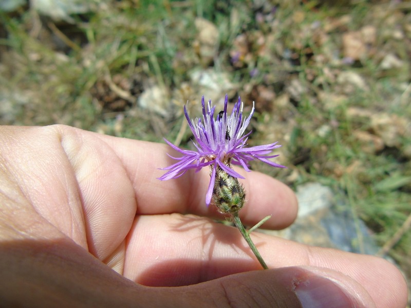Centaurea tymphaea photo 6