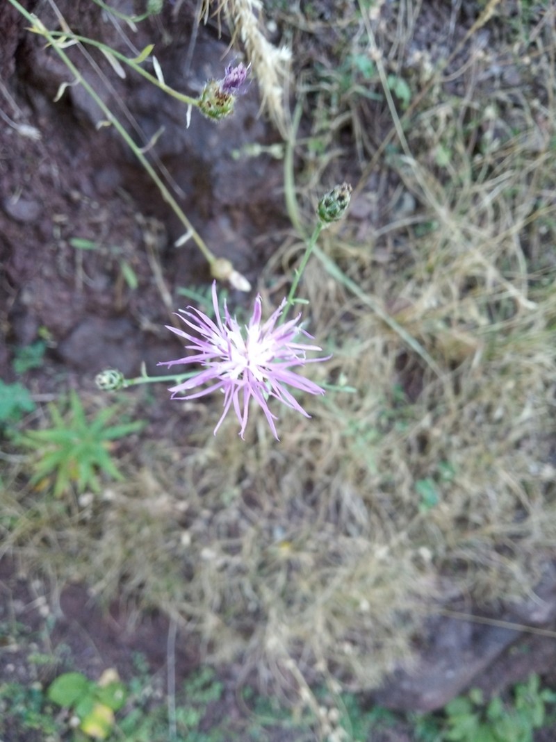 Centaurea tymphaea photo 7