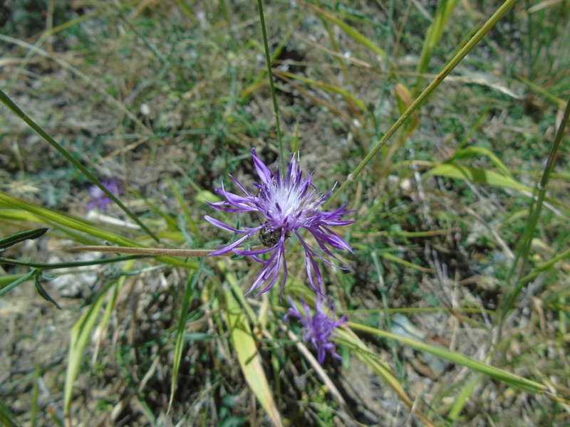 Centaurea tymphaea photo 8
