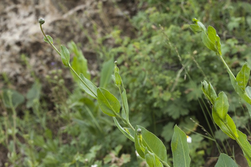Centaurea ugamica