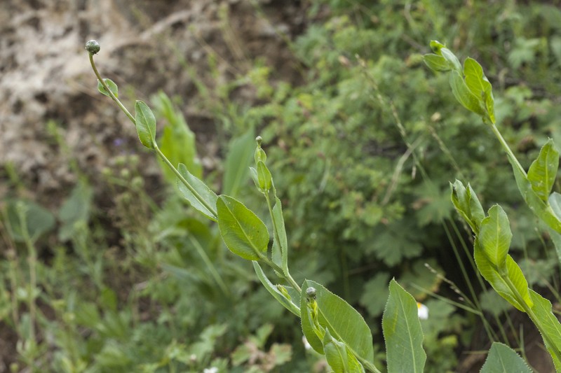 Centaurea ugamica photo 2
