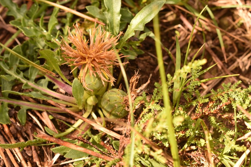 Centaurea ultreiae photo 2