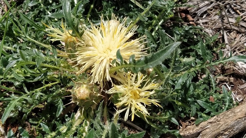 Centaurea ultreiae photo 3