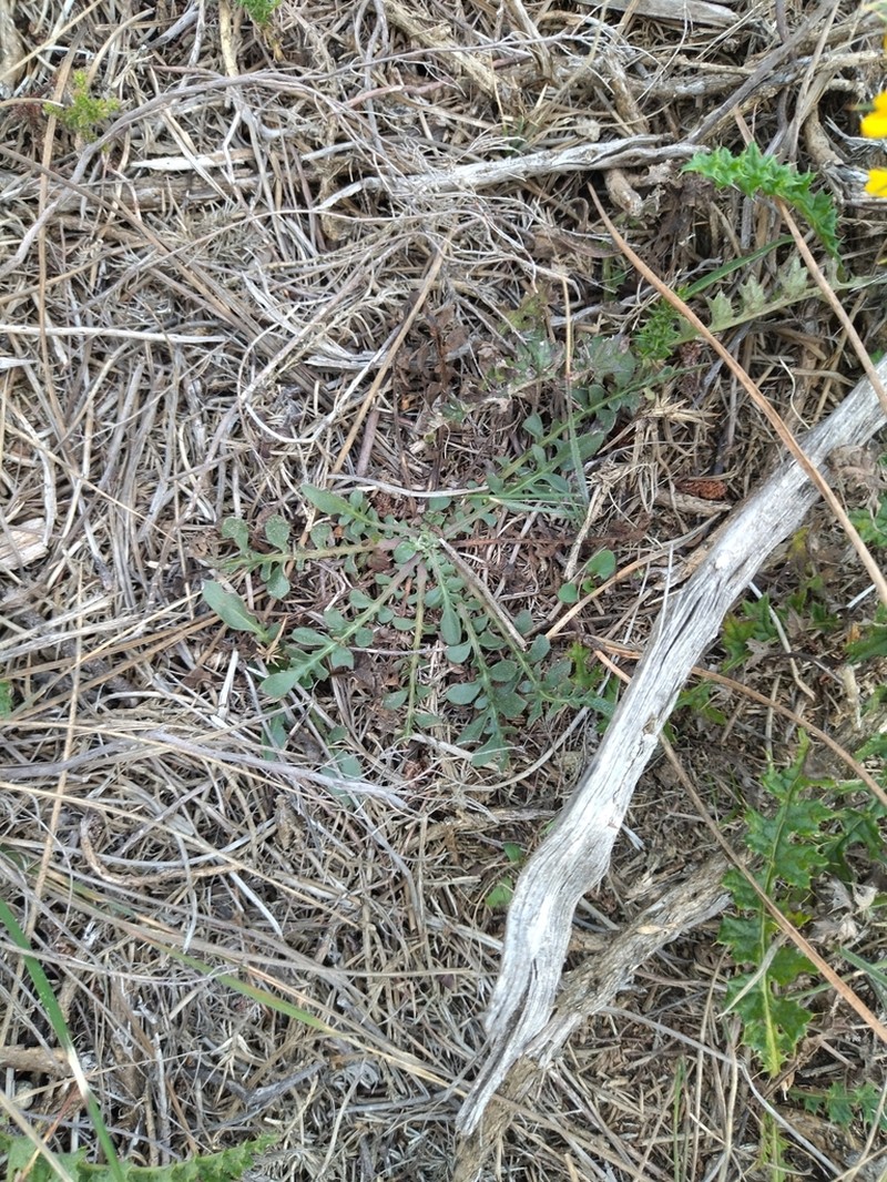 Centaurea ultreiae photo 4