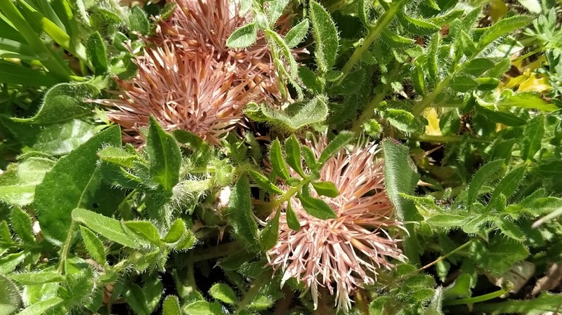 Centaurea ultreiae photo 5