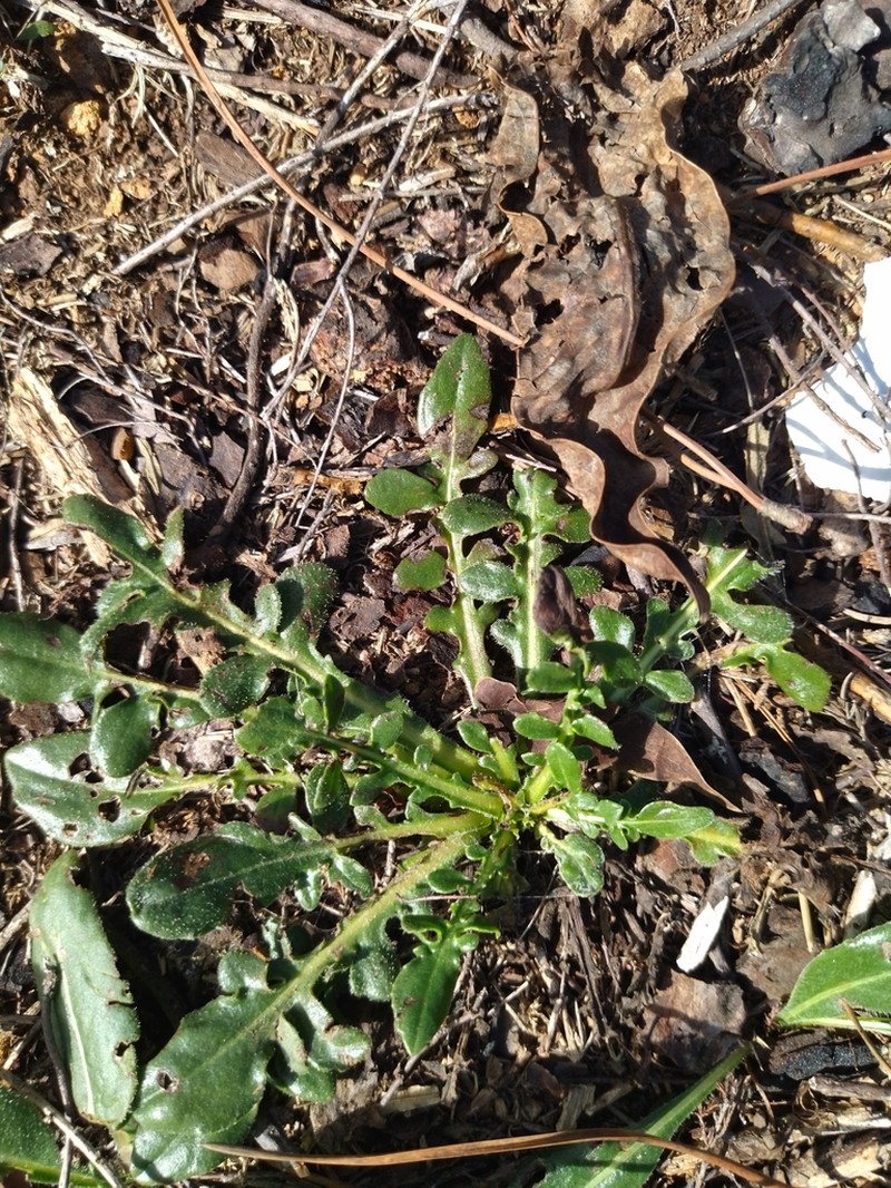 Centaurea ultreiae photo 6