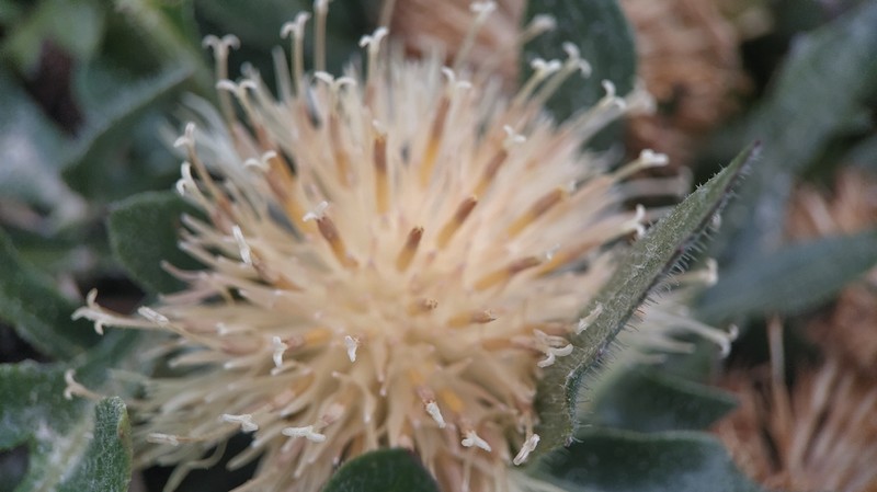 Centaurea ultreiae photo 7