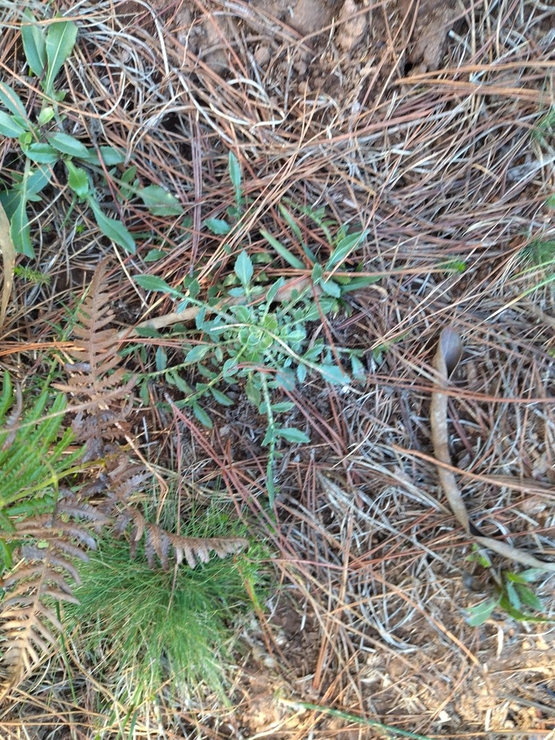 Centaurea ultreiae photo 8
