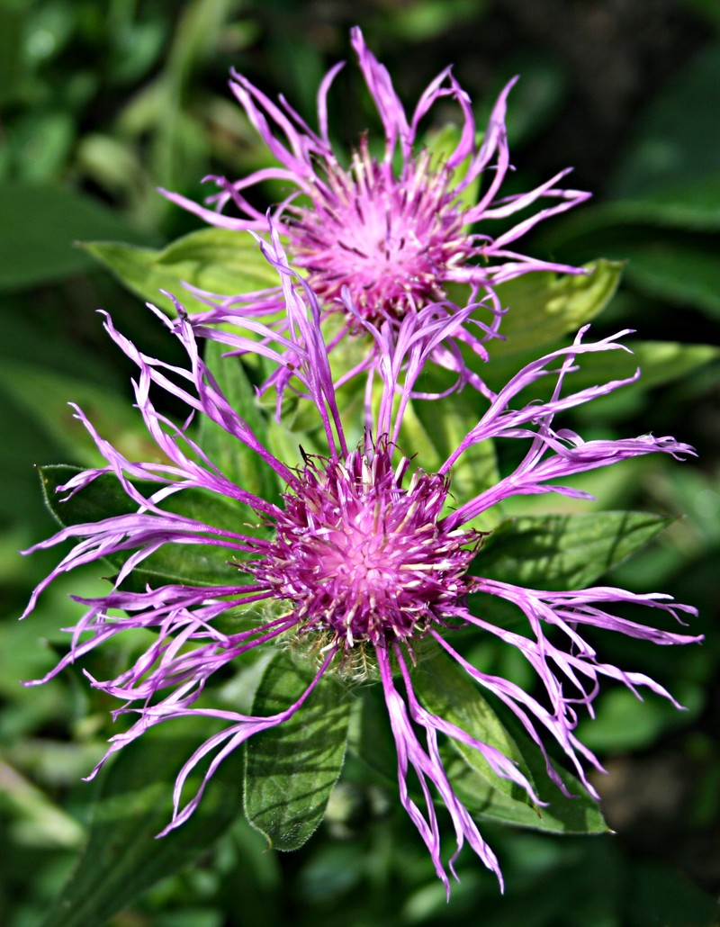 Singleflower Knapweed photo 4