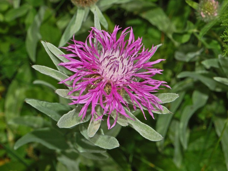Singleflower Knapweed photo 5