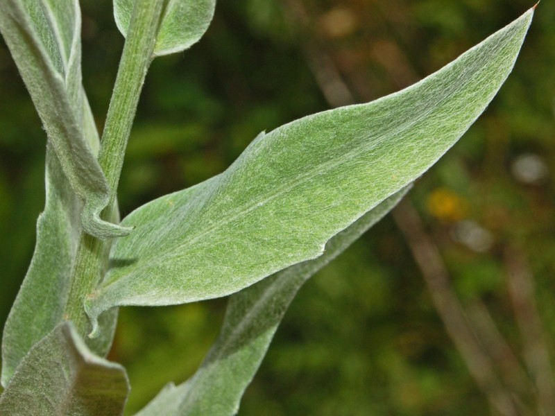Singleflower Knapweed photo 6