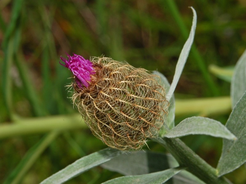 Singleflower Knapweed photo 7