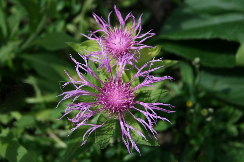 Singleflower Knapweed photo 2