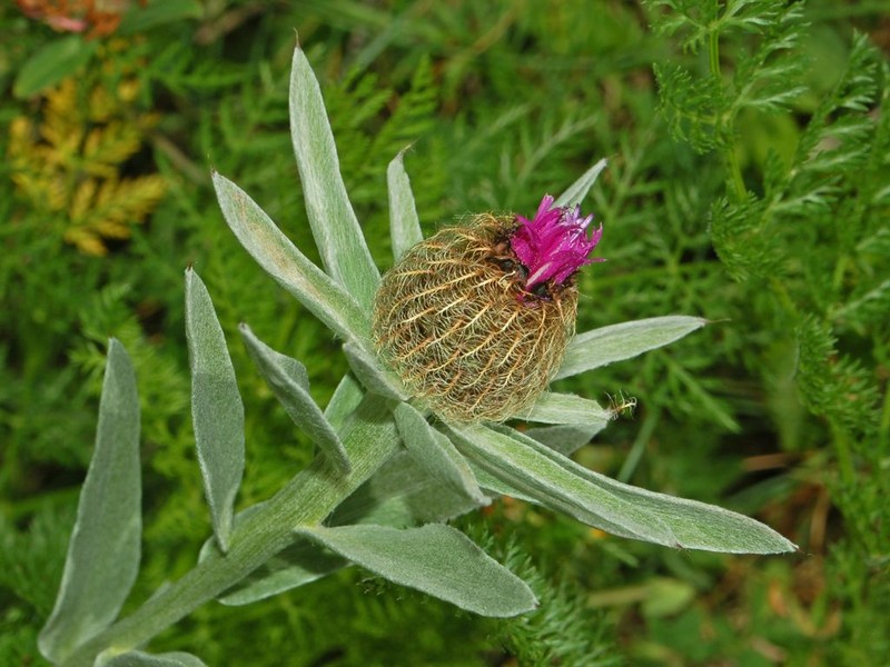 Singleflower Knapweed