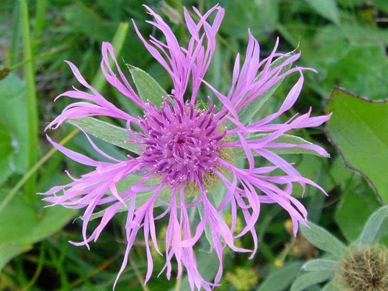 Singleflower Knapweed photo 3