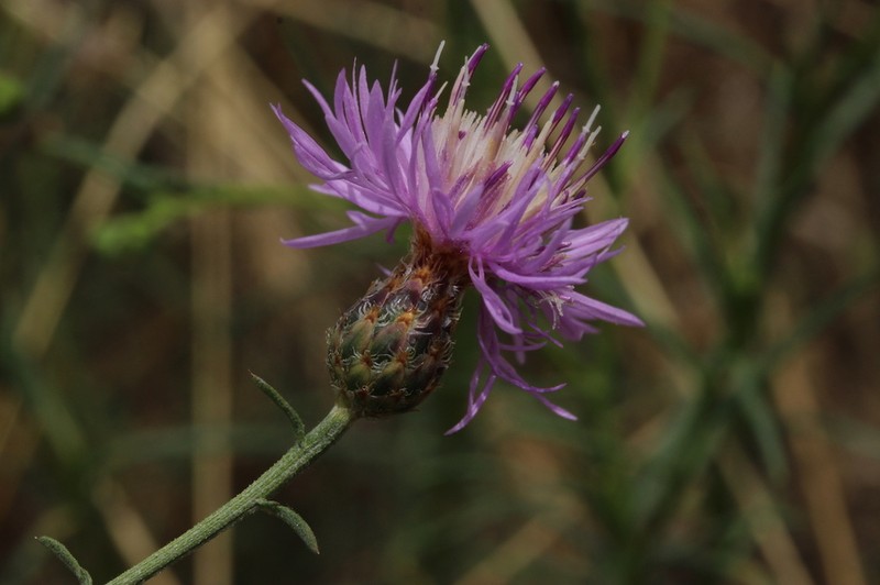 Centaurea urgellensis