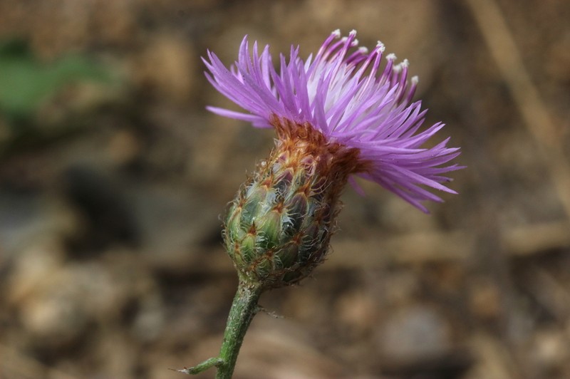 Centaurea urgellensis photo 2