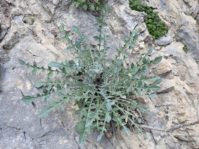 Centaurea urvillei
