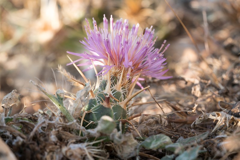 Centaurea urvillei photo 2