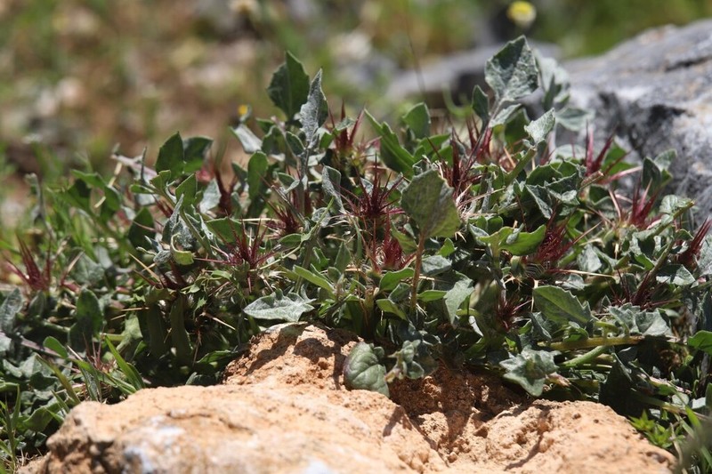 Centaurea urvillei photo 3