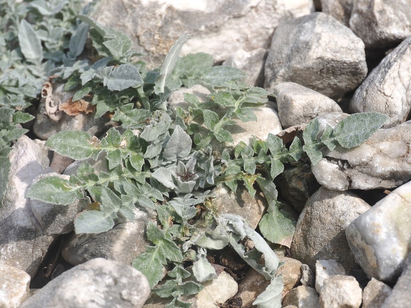 Centaurea urvillei photo 4