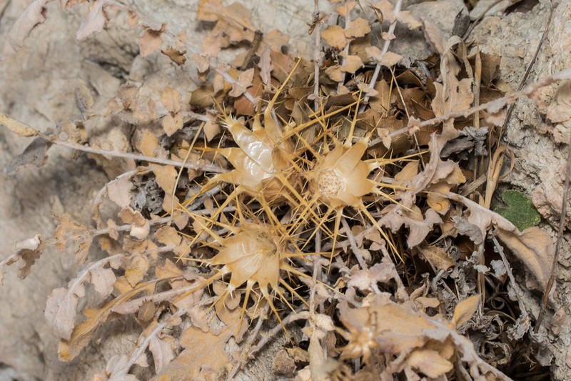 Centaurea urvillei photo 5
