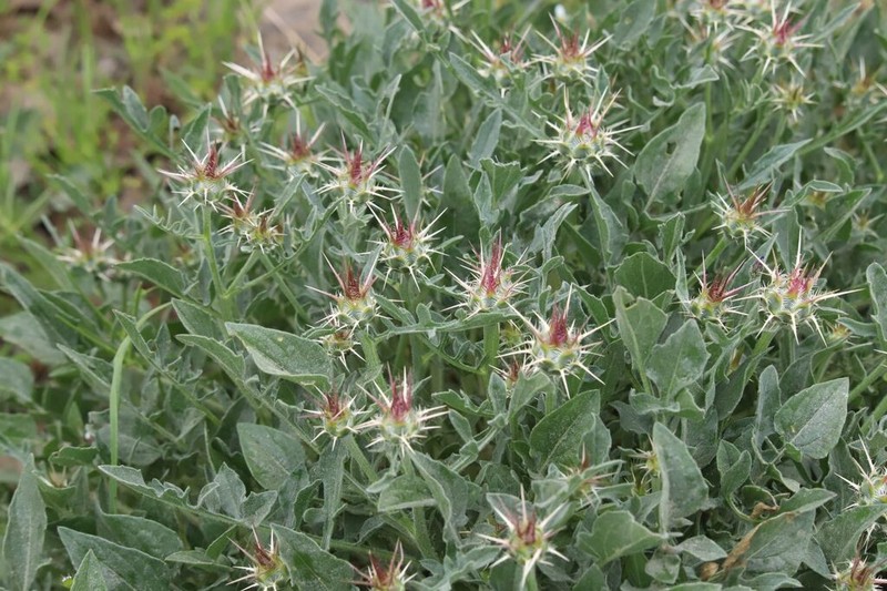 Centaurea urvillei photo 6