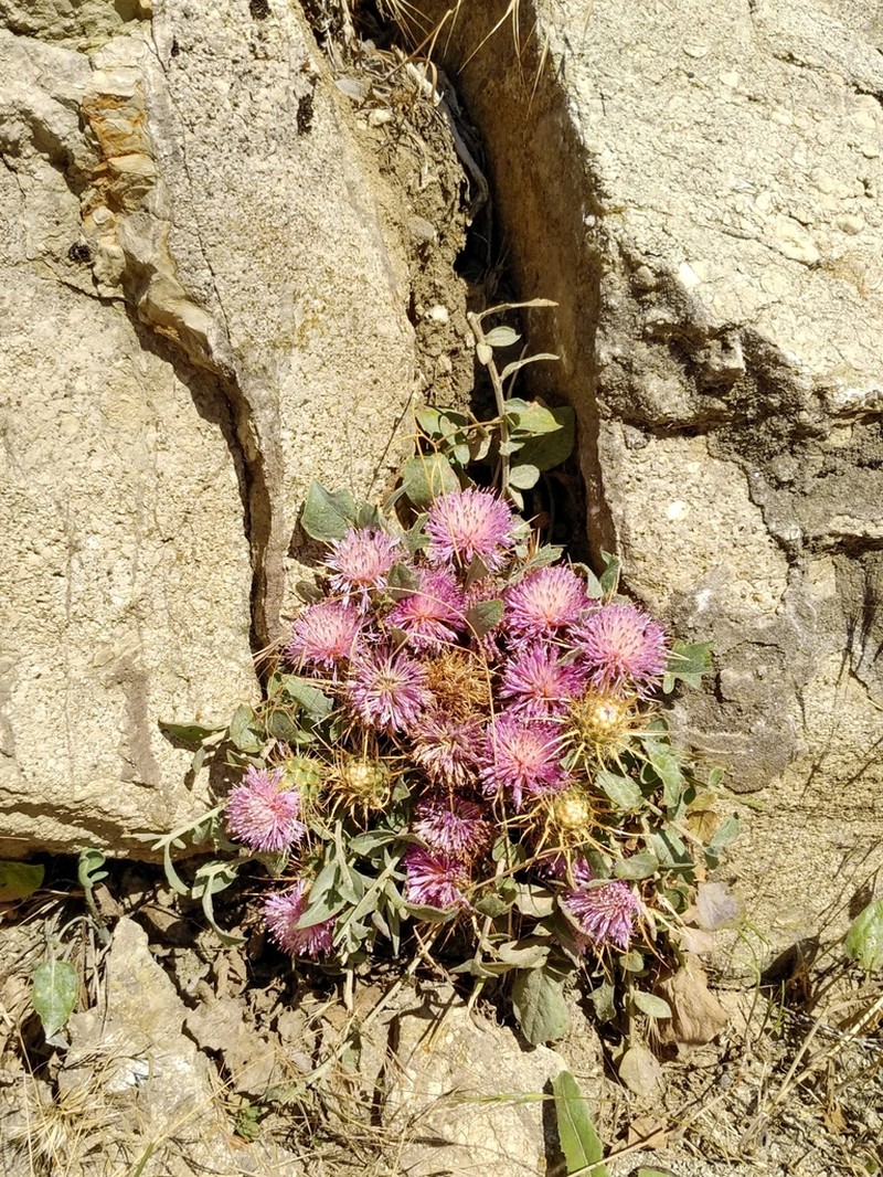 Centaurea urvillei photo 7
