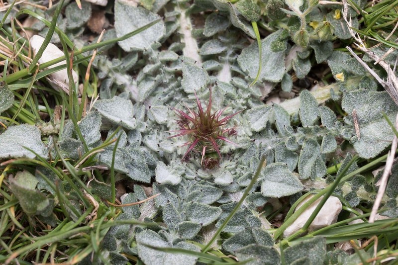 Centaurea urvillei photo 8
