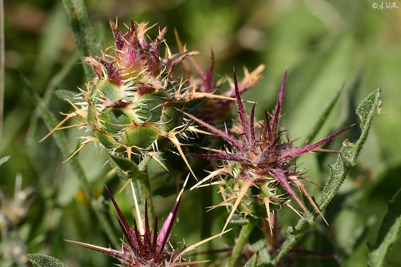 Centaurea urvillei subsp. armata