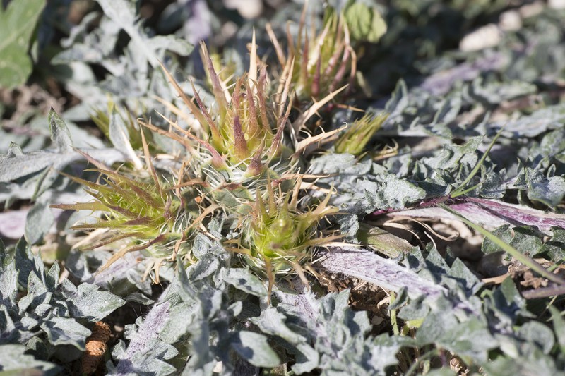 Centaurea urvillei subsp. armata photo 2