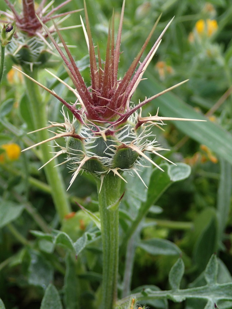 Centaurea urvillei subsp. armata photo 3
