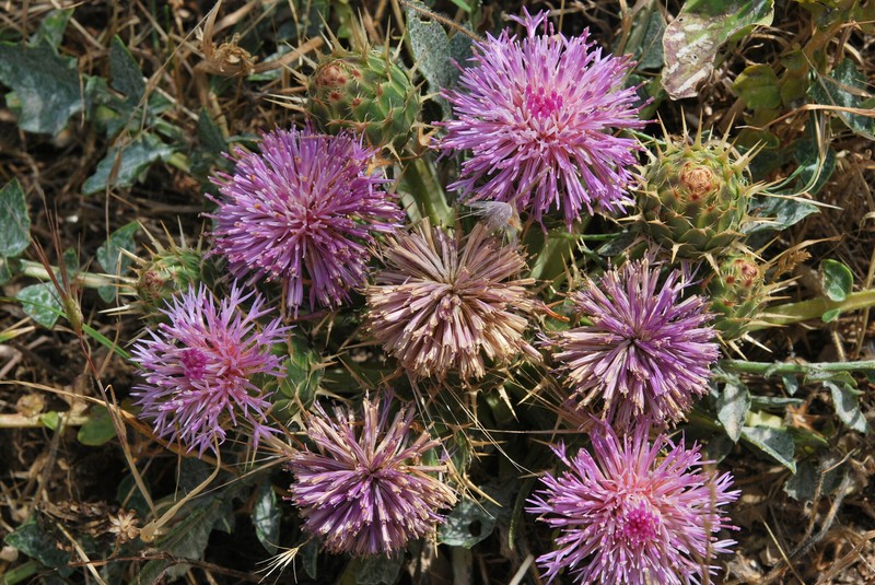 Centaurea urvillei subsp. armata photo 4