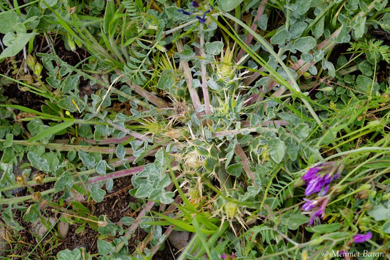 Centaurea urvillei subsp. stepposa photo 2