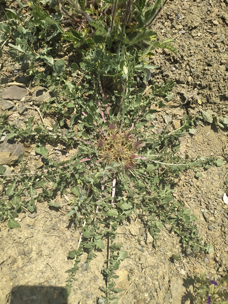 Centaurea urvillei subsp. stepposa photo 3