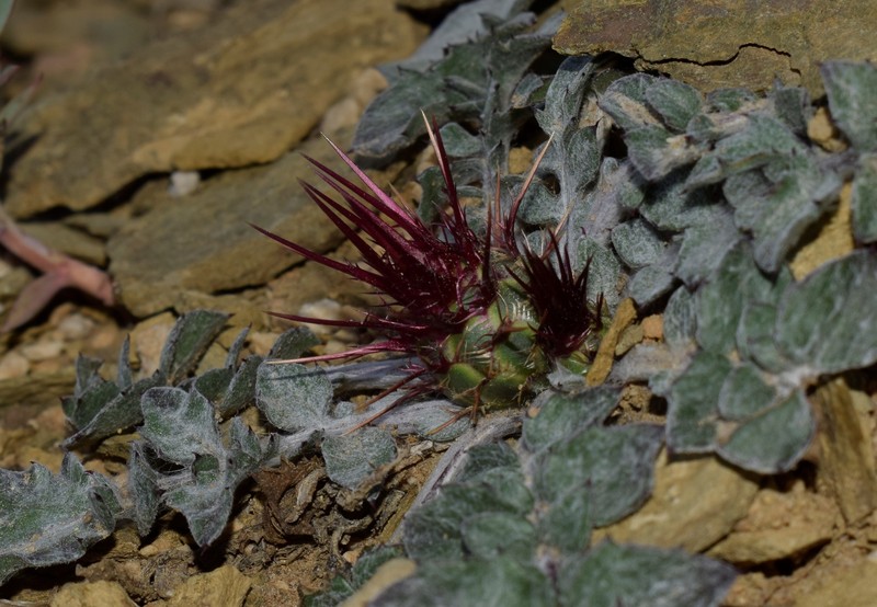 Centaurea urvillei subsp. urvillei