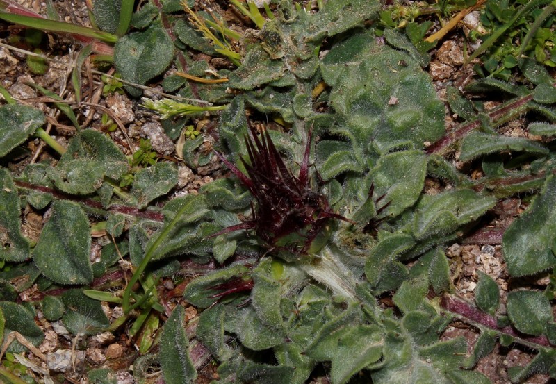 Centaurea urvillei subsp. urvillei photo 2