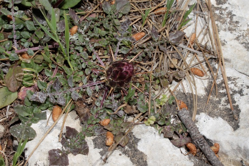 Centaurea urvillei subsp. urvillei photo 3
