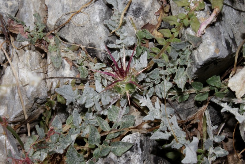 Centaurea urvillei subsp. urvillei photo 4