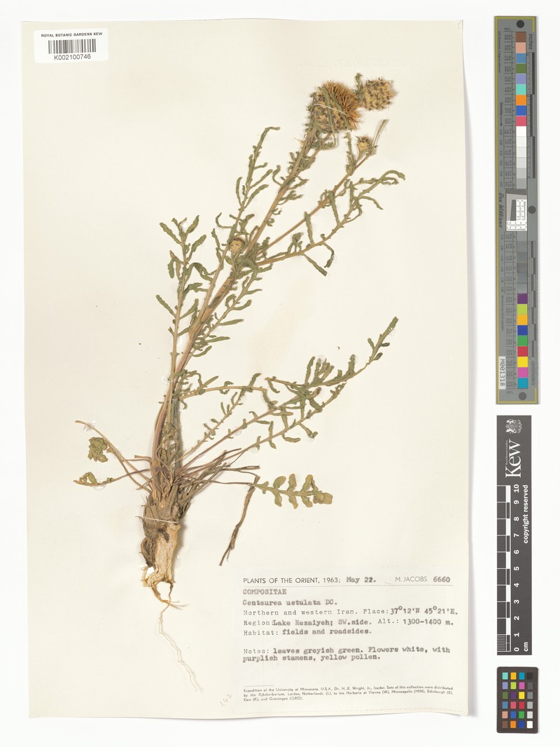 Centaurea ustulata