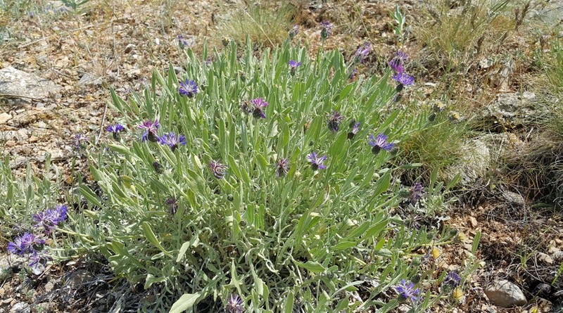 Centaurea uysalii