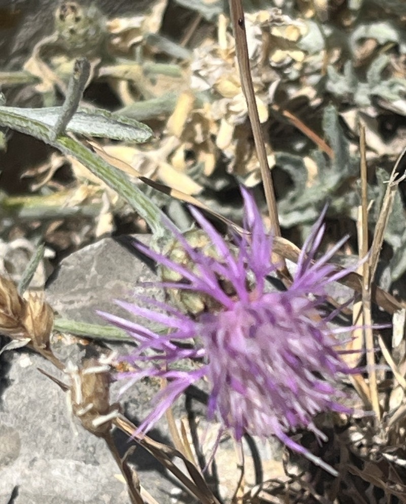 Centaurea valdemonensis photo 2